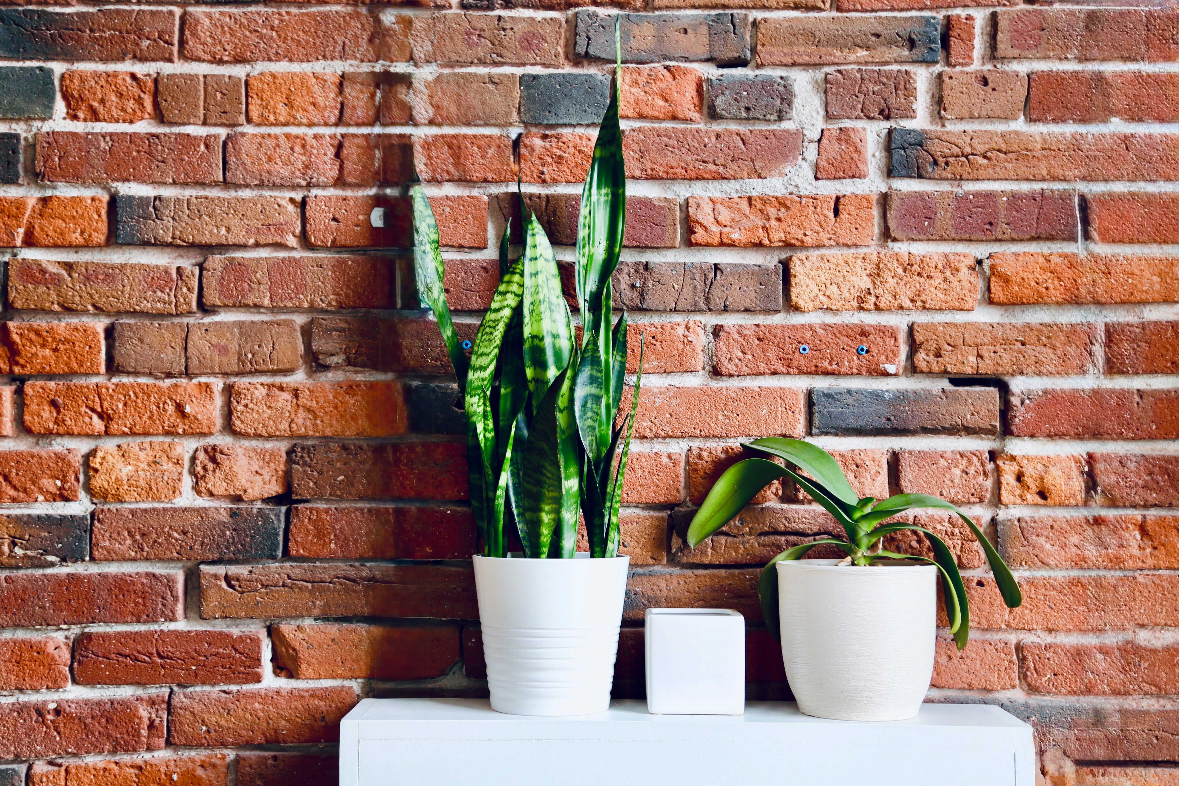 Two potted plants on a white surface against a brick wall