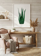 Green aloe vera plant on a white background