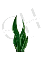 Snake Plant Print Set |Minimalist Botanical Wall Art (3-Pack)