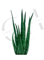 Snake Plant Print Set |Minimalist Botanical Wall Art (3-Pack)