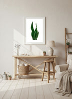Green snake plant on a white background
