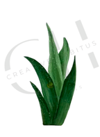 Snake Plant Print Set |Minimalist Botanical Wall Art (3-Pack)